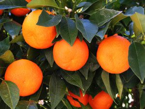 Orange Tree